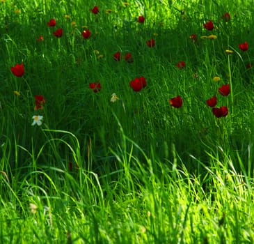 Green grass in forest with red tulips alight by the sun