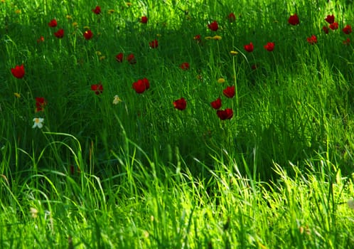 Green grass in forest with red tulips alight by the sun