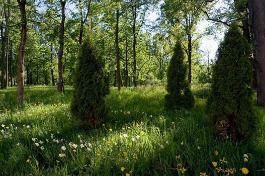 Pyramide firs in evening forest with thick grass and camomiles