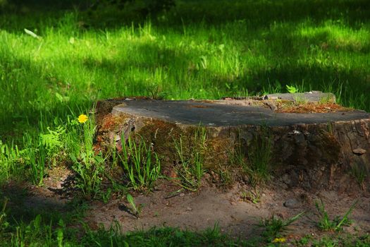 Great stump in park at summer and many green grass