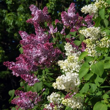 Bush of purple and white lilac and green leaves