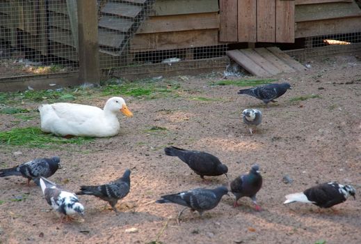 Poultry-yard with laying duck and picking doves