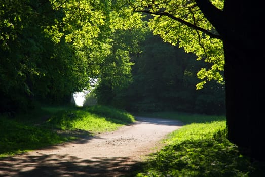 Path through the park, alight by rays of sun