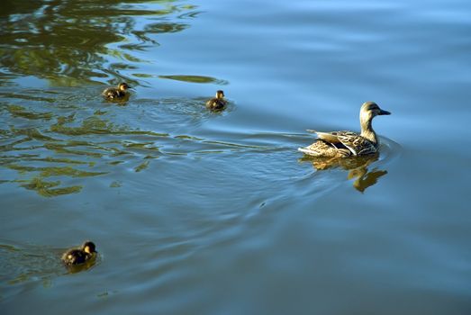 big duck and three ducklings floating on lake