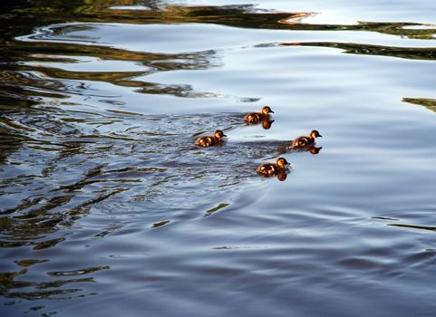 Four little ducklings swimming on blue lake at evening