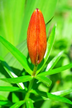 bud of royal red lily at garden close up