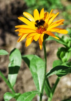 vivid orange calendula arvensis with bumblebee on petals