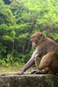 Monkey in forest