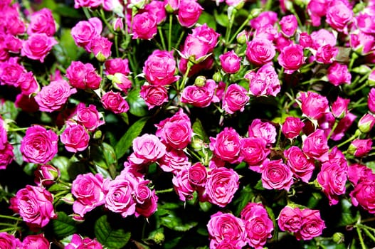 a bouquet of beautiful little tea roses in the garden