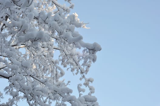 Snow and ice on branches. Russia, Moscow, December