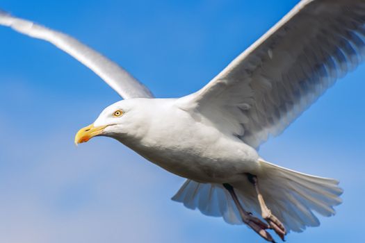 Flying seagull on blue sky