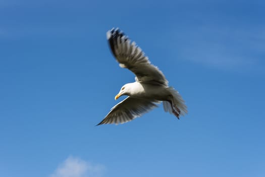 Seagull in flight in the blue sky