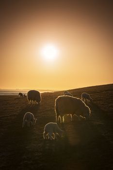 Sheep on a pasture at sunset in spring