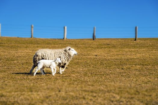 Sheep with lamb on a sunny day in spring