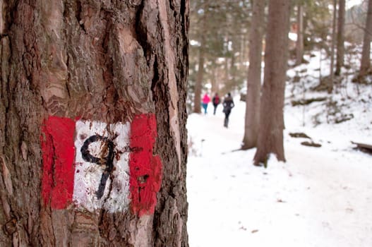 Hiking trail sign post  on a tree in a snowy forested path