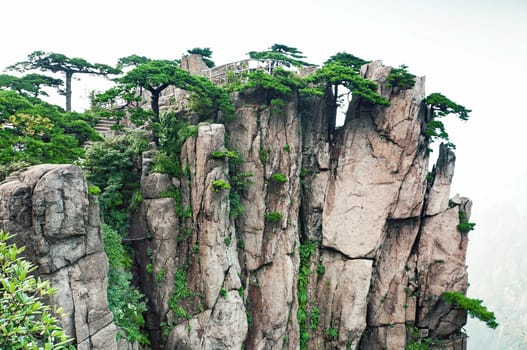 Huangshan mountain peaks with trees in China, Sacred Yellow Mountain