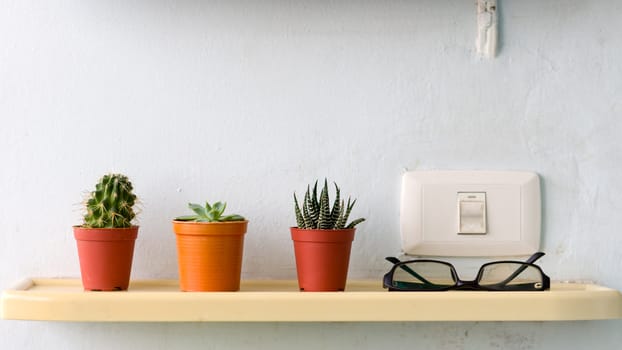 Three small cactus plant in plastic pot and black glasses on the shelf