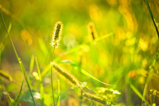 long grass meadow closeup with bright sunlight