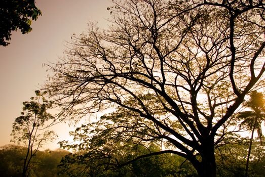 Tree silhouette with sunset sky