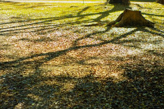 Abandon stump with tree shadow in garden