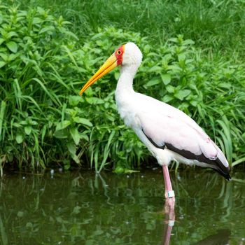 african bird yellow-billed stork, (mycteria ibis)