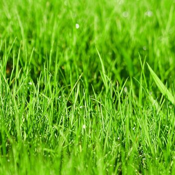 Green grass background