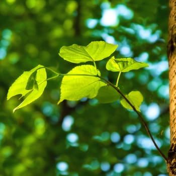 spring background with green leaves of lime tree