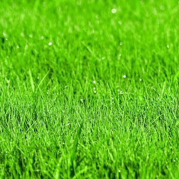 Green grass background with shallow DOF