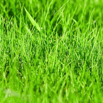 Green grass background