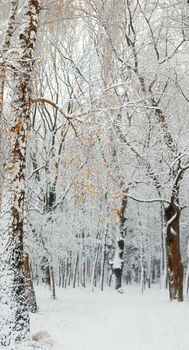 An image of first snow in a park