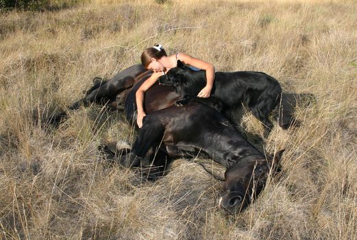 young riding girl and her black stallion laid down
