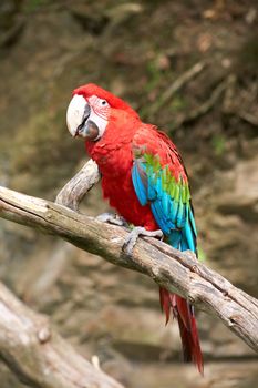 macaw on the branch