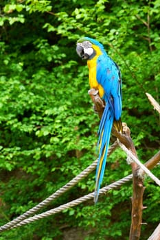 macaw on the branch