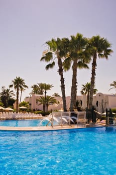 swimming pool with palm trees