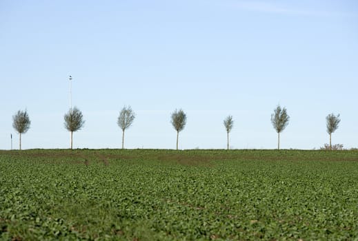 Blasted Trees in a row