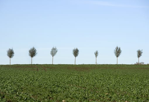 Blasted Trees in a row