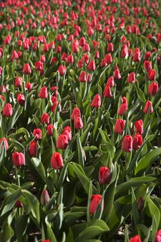 Full Frame of Red Tulips