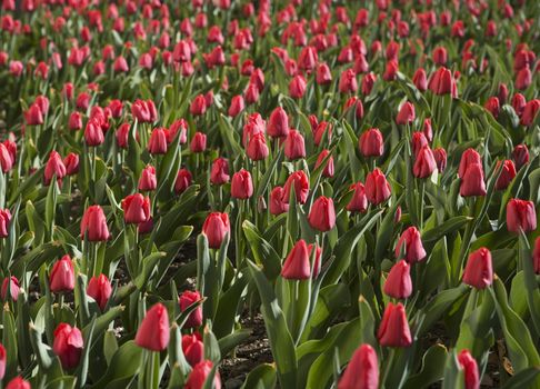 Full Frame of Red Tulips