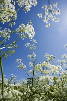 Cow Parsley from low angle view towards blue sky