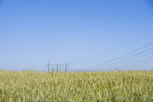 Cultivated land and Power Cables towards blue sky