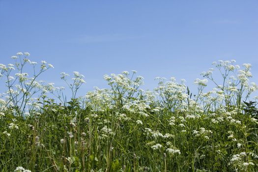 Cow Parsley from low angle view towards blue sky