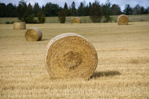 Hay stacks on a field