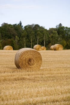 Hay stacks on a field