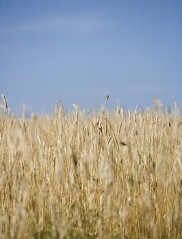 Oat field with selective focus towards blue sky