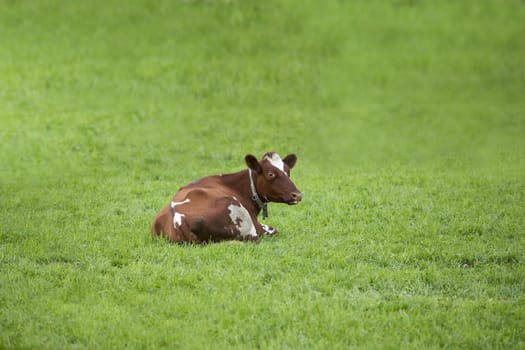 Single cow on a green field