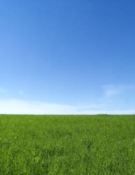 Green Field towards Blue sky