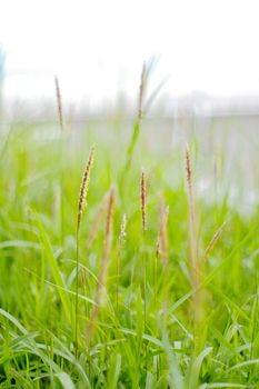 Moving grasses background