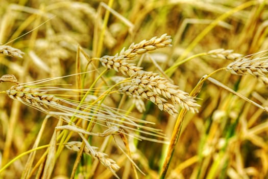 Food or agriculture concept: beautiful golden yellow ears of wheat in a farm cereal field.