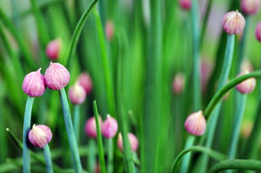 Dramatic rendering of beautiful onion, shallot or chive purple flower buds, mix of greens and dark pinks, beautiful floral or garden background.