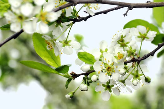 Nice spring theme floral with apple tree in bloom, cute little white flowers.